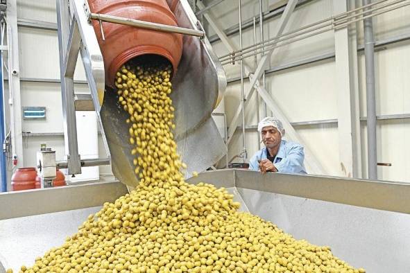 Un trabajador de la industria olivarera observa cómo se vierten aceitunas verdes cerca de Polygyros (Grecia), en la región de Halkidiki. Un trabajador de la industria olivarera observa cómo se vierten aceitunas verdes cerca de Polygyros (Grecia), en la región de Halkidiki.