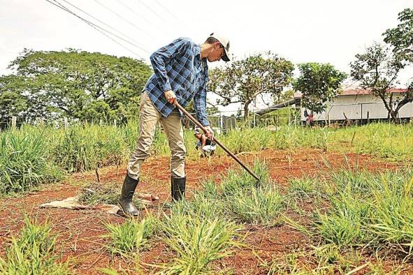 Los profesionales del agro investigan y cultivan los principales alimentos de la dieta, como el arroz. Los profesionales del agro investigan y cultivan los principales alimentos de la dieta, como el arroz.