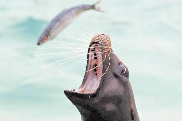 Animales y medioambiente están relacionados; de ahí su importancia. Animales y medioambiente están relacionados; de ahí su importancia.