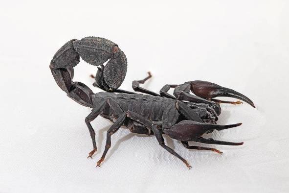 T. pachyurus T. pachyurus