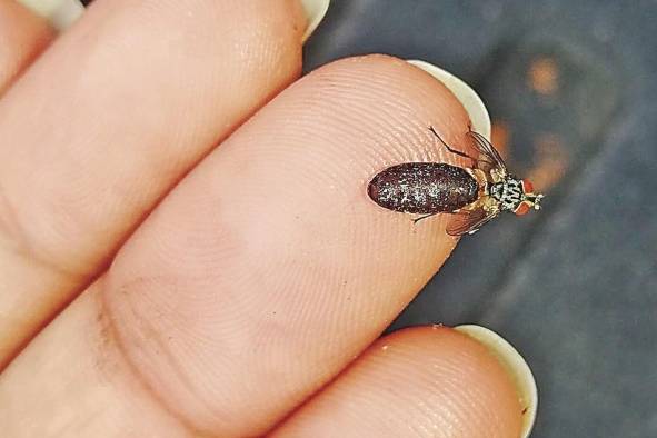 Adulto de Lixophaga saliendo de la pupa. Adulto de Lixophaga saliendo de la pupa.