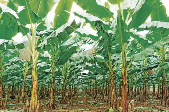 La actividad bananera y platanera también es fuente importante de contaminación con residuos sólidos. La actividad bananera y platanera también es fuente importante de contaminación con residuos sólidos.