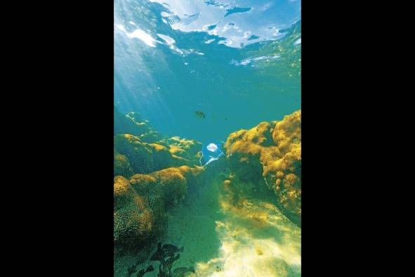 Al llegar a los ríos y mares, los cubrebocas se convierten en un agresor para la fauna marina. Al llegar a los ríos y mares, los cubrebocas se convierten en un agresor para la fauna marina.