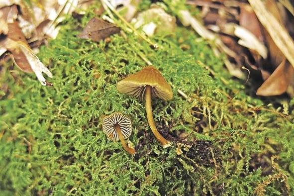 Estos curiosos seres, los hongos, juegan un importante papel como descomponedores de la materia prima, devolviendo al medio ambiente sustancias asimilables para plantas y animales. Estos curiosos seres, los hongos, juegan un importante papel como descomponedores de la materia prima, devolviendo al medio ambiente sustancias asimilables para plantas y animales.