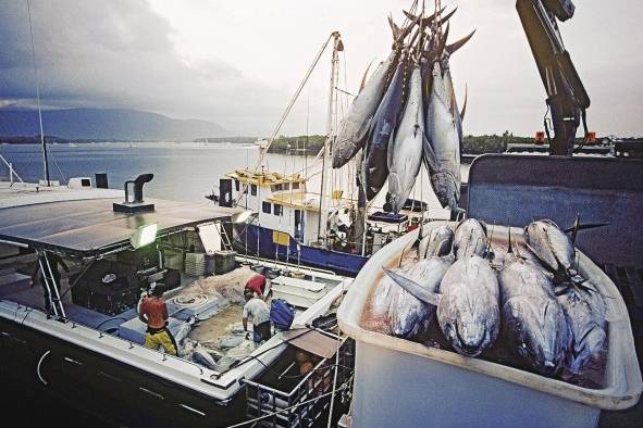 La investigación demostró que las áreas marinas protegidas de gran extensión pueden contribuir a un uso del océano 'más sostenible y equitativo', sin grandes repercusiones económicas en el sector pesquero. La investigación demostró que las áreas marinas protegidas de gran extensión pueden contribuir a un uso del océano 'más sostenible y equitativo', sin grandes repercusiones económicas en el sector pesquero.