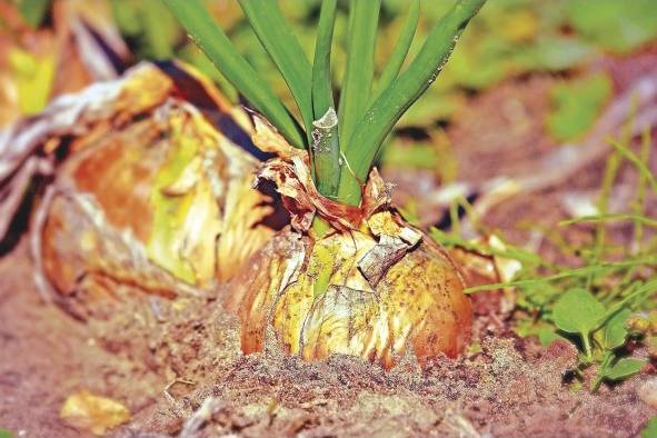 Los suelos son una reserva clave de biodiversidad mundial que abarca desde los microorganismos hasta la flora y la fauna. Los suelos son una reserva clave de biodiversidad mundial que abarca desde los microorganismos hasta la flora y la fauna.