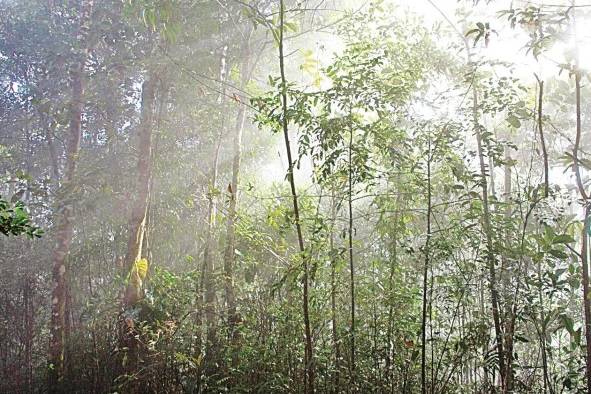 Los bosques panameños son los grandes pulmones del país ya que atrapan la mayor cantidad de dióxido de carbono (Co2). Los bosques panameños son los grandes pulmones del país ya que atrapan la mayor cantidad de dióxido de carbono (Co2).