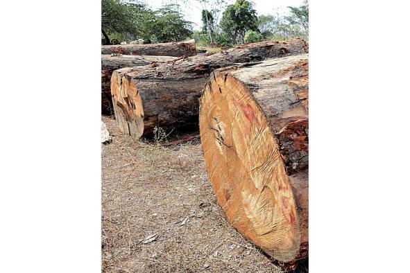 La exportación de madera bajó a 3.6%. La exportación de madera bajó a 3.6%.