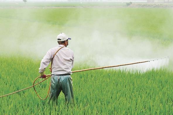 Los agroquímicos se pueden clasificar de varias maneras, entre ellas plaguicidas y fertilizantes. Los agroquímicos se pueden clasificar de varias maneras, entre ellas plaguicidas y fertilizantes.