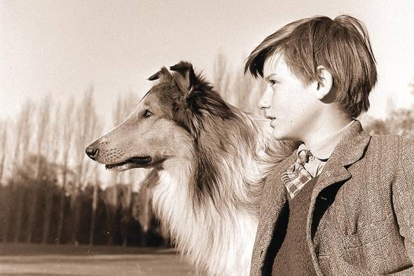 <strong>Lassie (1942) </strong>Sí, allí reconocimos a Elizabeth Taylor desde el pueblo minero en Yorkshire, cuando la familia Carraclough se ve obligada a vender a Lassie, una inteligente y preciosa collie, pero la perra consigue escaparse y se da cuenta de que está a 800 kilómetros de su casa, pero nada la detiene y supera todos los obstáculos para regresar a hogar. <strong>Lassie (1942) </strong>Sí, allí reconocimos a Elizabeth Taylor desde el pueblo minero en Yorkshire, cuando la familia Carraclough se ve obligada a vender a Lassie, una inteligente y preciosa collie, pero la perra consigue escaparse y se da cuenta de que está a 800 kilómetros de su casa, pero nada la detiene y supera todos los obstáculos para regresar a hogar.