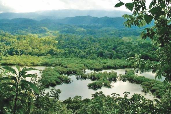 Los bosques son un ecosistema que provee al hombre de muchos recursos, por eso es importante conservarlos. Los bosques son un ecosistema que provee al hombre de muchos recursos, por eso es importante conservarlos.