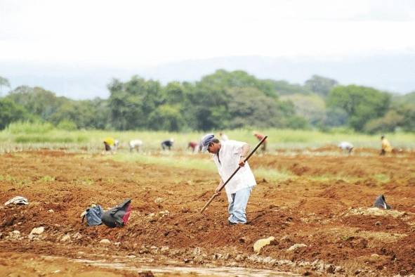 En su préstamo, el BID incluyó a las mipymes relacionadas al agro. En su préstamo, el BID incluyó a las mipymes relacionadas al agro.
