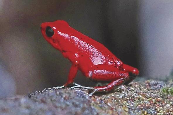 Rana flecha roja, su nombre científico es 'Oophaga pumilio'. Rana flecha roja, su nombre científico es 'Oophaga pumilio'.