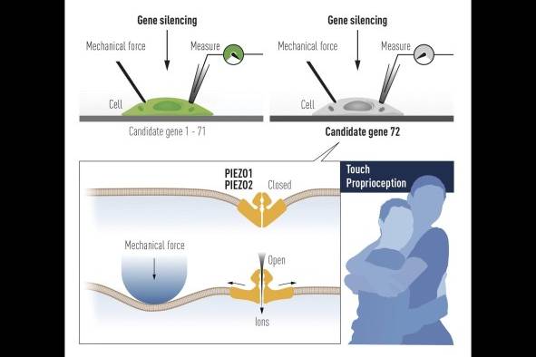 La investigación de los científicos destacó la gama sensorial en el tacto humano. La investigación de los científicos destacó la gama sensorial en el tacto humano.