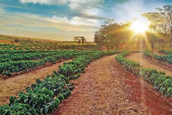 El cultivo requiere de singulares condiciones y mano de obra capacitada. El cultivo requiere de singulares condiciones y mano de obra capacitada.