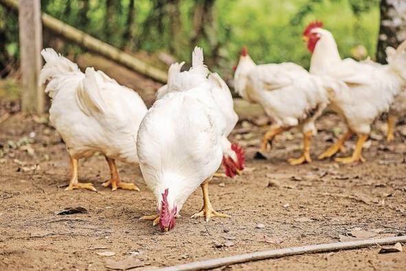 La carne de pollo está entre los cuatros productos sensitivos dentro del TPC entre Panamá y Estados Unidos. La carne de pollo está entre los cuatros productos sensitivos dentro del TPC entre Panamá y Estados Unidos.