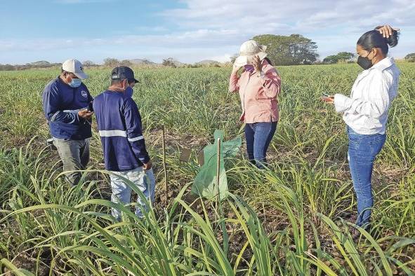 Trabajos de inserción de biocontroladores en los campos de cultivos. Trabajos de inserción de biocontroladores en los campos de cultivos.