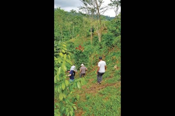 Los caficultores iniciaron este año la ruta del café. Los caficultores iniciaron este año la ruta del café.