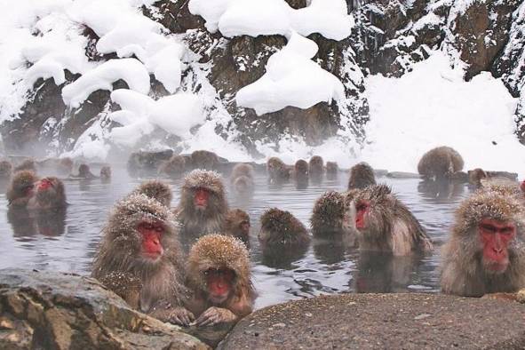 Monos en aguas termales Monos en aguas termales