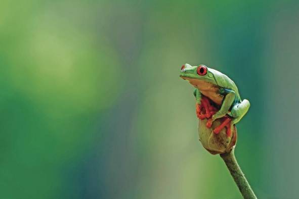 La detección rápida del hongo en estos animales puede ayudar a controlar la propagación de esta infección. La detección rápida del hongo en estos animales puede ayudar a controlar la propagación de esta infección.