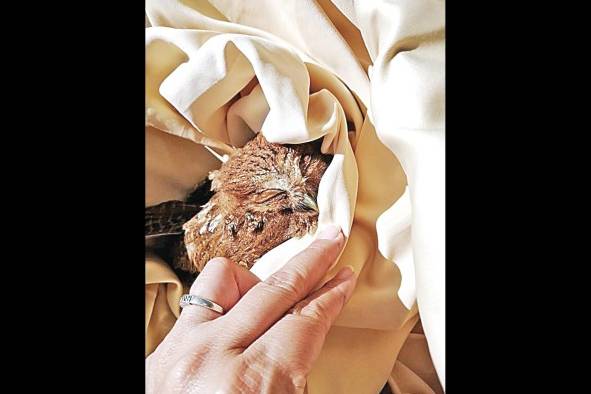 Las aves son uno de los animales más afectados con los incendios. Las aves son uno de los animales más afectados con los incendios.