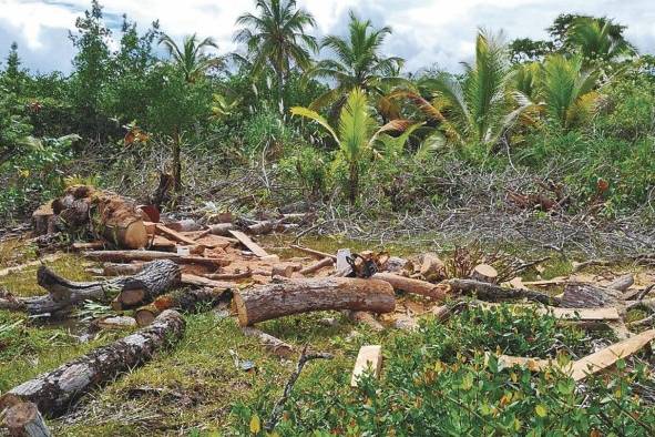 La deforestación altera el ciclo del agua y modifica el clima global. La deforestación altera el ciclo del agua y modifica el clima global.