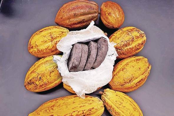 En Panamá, una pequeña porción del cacao se comercializa en grano. En Panamá, una pequeña porción del cacao se comercializa en grano.