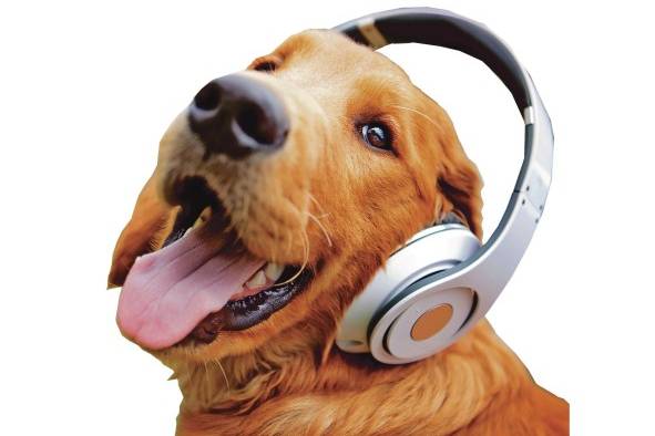 Para las mascotas que se quedan en casa la música es una buena opción. Para las mascotas que se quedan en casa la música es una buena opción.