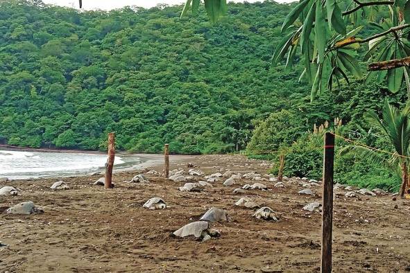Las cuantiosas anidaciones que se dieron a lo largo de los años han sido posible gracias a que el escenario natural no ha sido fracturado ni desbalanceado. Las cuantiosas anidaciones que se dieron a lo largo de los años han sido posible gracias a que el escenario natural no ha sido fracturado ni desbalanceado.