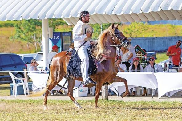 El Caballo de Paso Peruano se considerada como uno de los caballos de silla más suaves del mundo por su hermoso andar de paso llano y gateado. El Caballo de Paso Peruano se considerada como uno de los caballos de silla más suaves del mundo por su hermoso andar de paso llano y gateado.