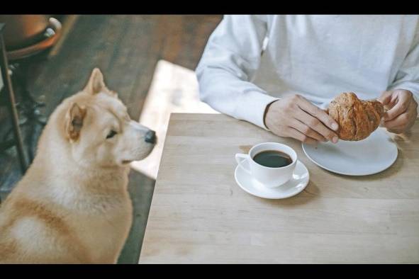 En Panamá, restaurantes, cafeterías y centros comerciales se suman a los sitios amigables con las mascotas. En Panamá, restaurantes, cafeterías y centros comerciales se suman a los sitios amigables con las mascotas.