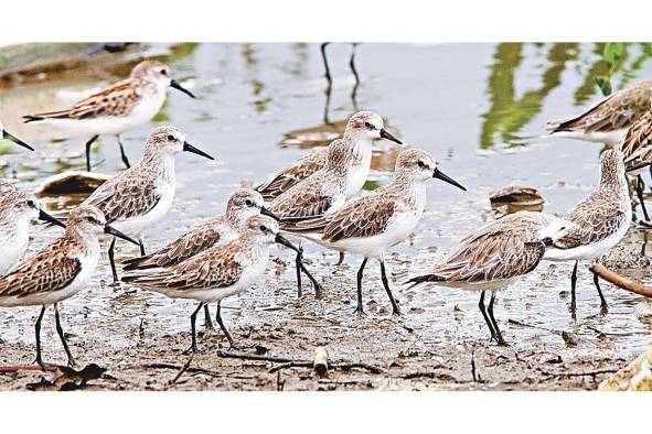 Panamá es paso obligatorio de más de 200 especies de aves migratorias. Panamá es paso obligatorio de más de 200 especies de aves migratorias.