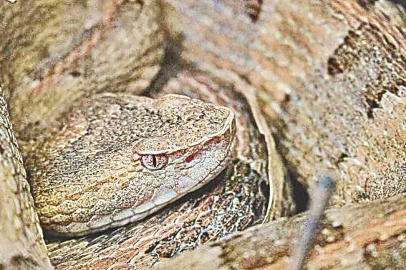 'Porthidium lansbergii' (patoca), especie de importancia médica en Panamá. 'Porthidium lansbergii' (patoca), especie de importancia médica en Panamá.