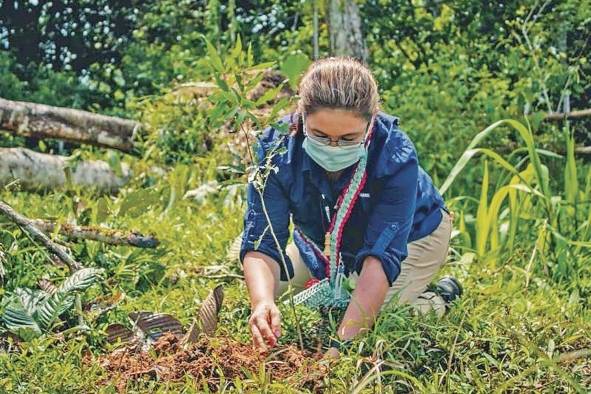 La reforestación ayuda a frenar la pérdida de ecosistemas, así como a mitigar los efectos del calentamiento global. La reforestación ayuda a frenar la pérdida de ecosistemas, así como a mitigar los efectos del calentamiento global.