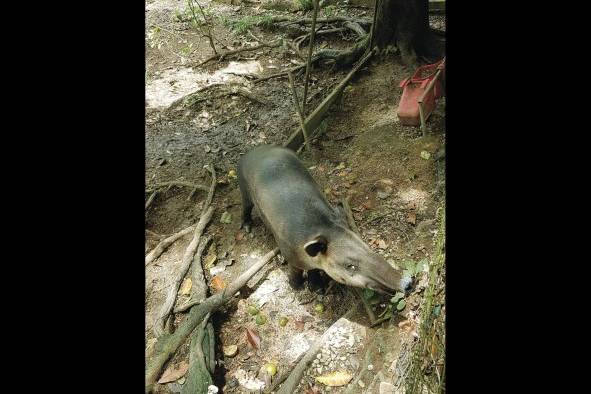 Los zoocriaderos brindan un importante mensaje sobre el valor de la fauna. Los zoocriaderos brindan un importante mensaje sobre el valor de la fauna.