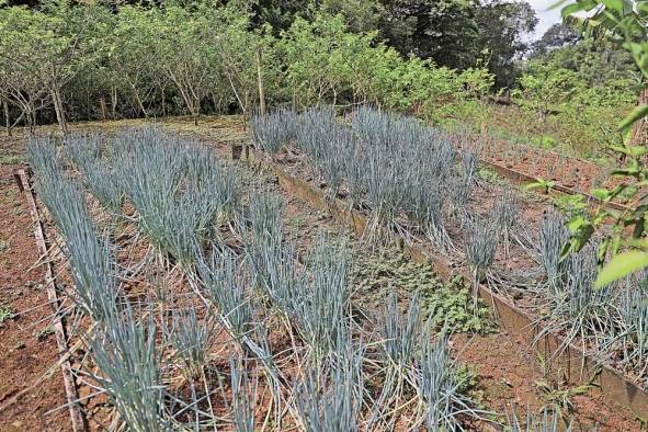 Las tierras, el tesoro más valioso para el desarrollo comunitario Las tierras, el tesoro más valioso para el desarrollo comunitario
