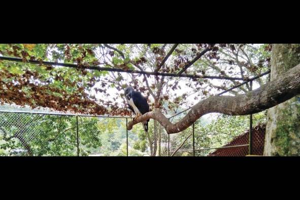 El Águila Harpía, el ave nacional de Panamá, es una especie en peligro de extinción. El Águila Harpía, el ave nacional de Panamá, es una especie en peligro de extinción.
