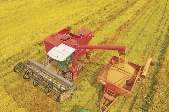 El programa financiero 'factoring' podría beneficiar a aproximadamente 2.000 productores nacionales de arroz. El programa financiero 'factoring' podría beneficiar a aproximadamente 2.000 productores nacionales de arroz.