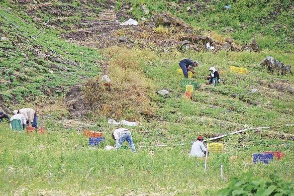 El ministro de Desarrollo Agropecuario, Augusto Valderrama, expresa que los daños al sector agropecuario se aproximan a los $11 millones, principalmente en Tierras Altas, provincia de Chiriquí. El ministro de Desarrollo Agropecuario, Augusto Valderrama, expresa que los daños al sector agropecuario se aproximan a los $11 millones, principalmente en Tierras Altas, provincia de Chiriquí.