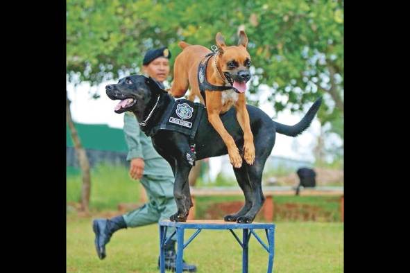 El boxer, rottweiler y pastor alemán son razas utilizadas para protección y rescate. El boxer, rottweiler y pastor alemán son razas utilizadas para protección y rescate.
