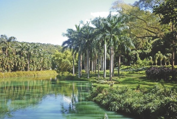 Jardines del Parque Inhotim, Brumadinho, Minas Gerais, Brasil. Jardines del Parque Inhotim, Brumadinho, Minas Gerais, Brasil.