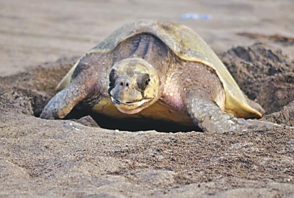 Las tortugas marinas han vagado por la tierra durante más de 100 millones de años y han sido vitales para nuestros ecosistemas marinos. Las tortugas marinas han vagado por la tierra durante más de 100 millones de años y han sido vitales para nuestros ecosistemas marinos.