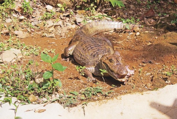 Caiman ocelado Caiman crocodilus Caiman ocelado Caiman crocodilus