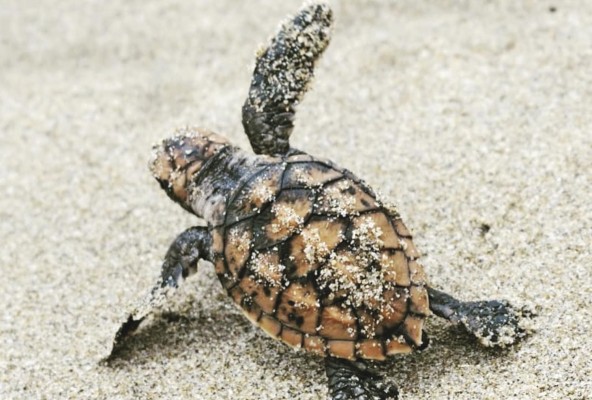 Neonato de tortuga carey se dirige hacia nuevo hábitat Neonato de tortuga carey se dirige hacia nuevo hábitat