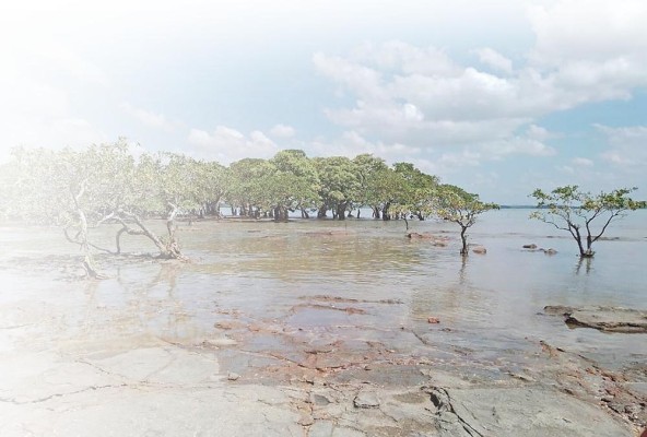 Los manglares son el hogar de diversas especies, muchas en peligro de extinción Los manglares son el hogar de diversas especies, muchas en peligro de extinción