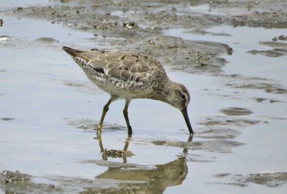 Se han contabilizado más de 14 mil aves playeras en la bahía de Parita. Se han contabilizado más de 14 mil aves playeras en la bahía de Parita.