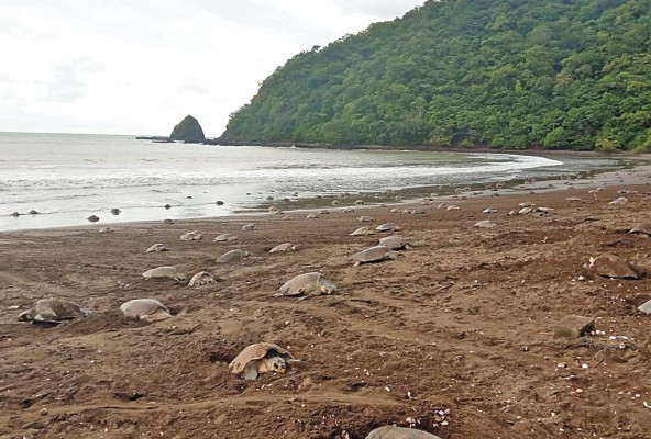 Aunque se pueden encontrar tortugas marinas en ambas costas del Pacífico y el Caribe en Panamá, la mayoría de la población reside en el lado del Pacífico. Aunque se pueden encontrar tortugas marinas en ambas costas del Pacífico y el Caribe en Panamá, la mayoría de la población reside en el lado del Pacífico.