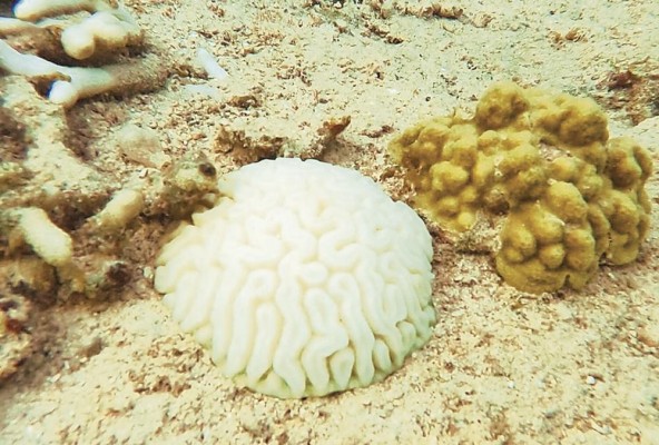 Si la temperatura del agua continúa alta, finalmente muere el coral y se vuelven más planos, y los arrecifes se desintegran. Si la temperatura del agua continúa alta, finalmente muere el coral y se vuelven más planos, y los arrecifes se desintegran.