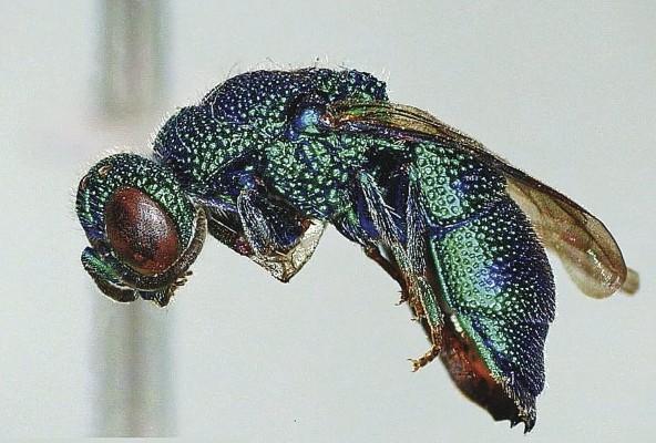'Ipsiura pilifrons' parasitoide de 'Stenodynerus otomitus' . 'Ipsiura pilifrons' parasitoide de 'Stenodynerus otomitus' .