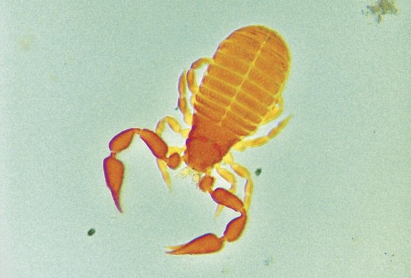 Una hembra de 'Crytocheiridium' Una hembra de 'Crytocheiridium'